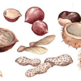 Орехи, семена, шишки